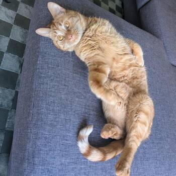 Frodo -  Domestic Short Hair Cat for Adoption in Washougal, Washington - Frodo | PetCurious
