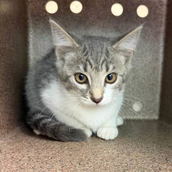 Petunia -  Domestic Short Hair Cat for Adoption in Birmingham, Alabama - Petunia | PetCurious