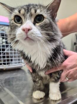 Domestic Medium Hair Cats Available for Adoption in Christiansburg, Virginia - Athena Luna | PetCurious