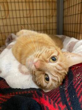 Sweet Pea -  Domestic Short Hair Cat for Adoption in Grants Pass, Oregon - Sweet Pea | PetCurious