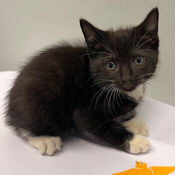 Domestic Short Hair Cats Available for Adoption in Tampa, Florida - Twilight | PetCurious