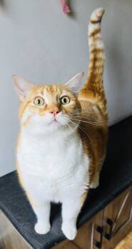 Domestic Short Hair Cats Available for Adoption in Saint Clair, Michigan - Nacho | PetCurious