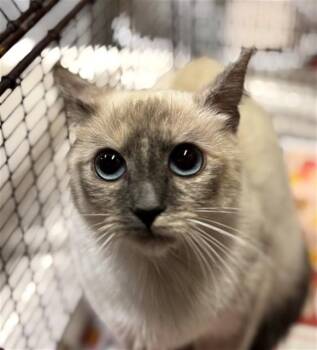 Siamese Cats Available for Adoption - A607051 | PetCurious
