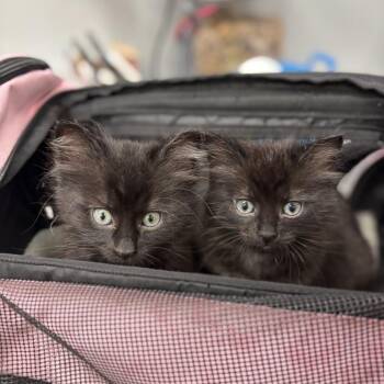 Domestic Long Hair Cats Available for Adoption in Spokane, Washington - Huey | PetCurious