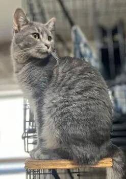 Domestic Short Hair Cats Available for Adoption - Sashi | PetCurious