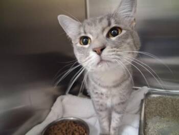 GRACIE -  Domestic Short Hair Cat for Adoption in Santa Fe, New Mexico - GRACIE | PetCurious
