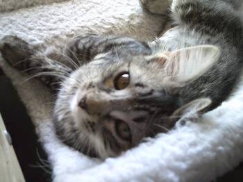 Rescue Domestic Short Hair Cats for Adoption in Prescott, Arizona - Parker Group | PetCurious