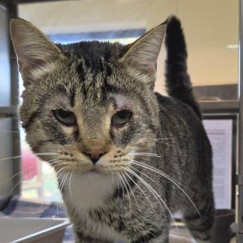Merle -  Domestic Short Hair Cat for Adoption in Plover, Wisconsin - Merle | PetCurious