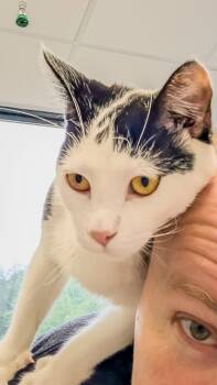 Axel -  Domestic Short Hair Cat for Adoption in Reston, Virginia - Axel | PetCurious