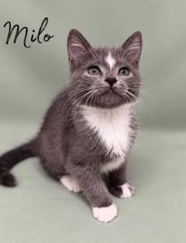 Milo -  Domestic Short Hair Cat for Adoption in Morton Grove, Illinois - Milo | PetCurious