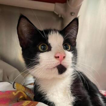 Tony Stark -  Domestic Short Hair Cat for Adoption in Huntsville, Arkansas - Tony Stark | PetCurious