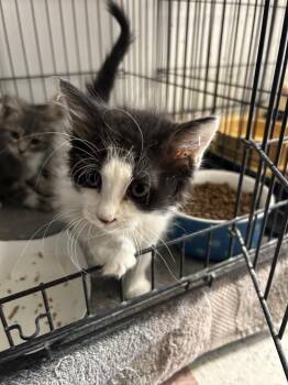 Domestic Long Hair Cats Available for Adoption in Ontario, California - Riley | PetCurious