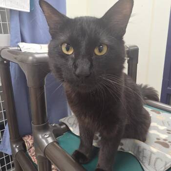 Gustave -  Domestic Medium Hair Cat for Adoption in Oshkosh, Wisconsin - Gustave | PetCurious