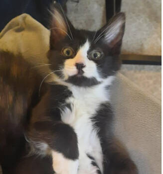 Rescue Domestic Long Hair Cats for Adoption in Albany, Wisconsin - Marilyn | PetCurious