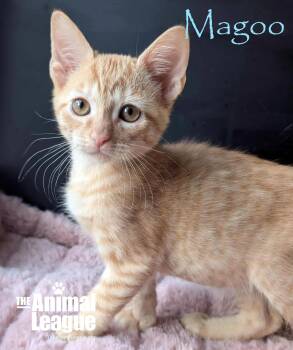 Rescue Domestic Short Hair Cats for Adoption in Groveland, Florida - Magoo | PetCurious