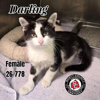 Darling -  Domestic Short Hair Cat for Adoption in Georgetown, Kentucky - Darling | PetCurious