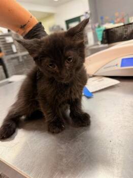 KEESIE -  Domestic Long Hair Cat for Adoption in Thousand Palms, California - KEESIE | PetCurious