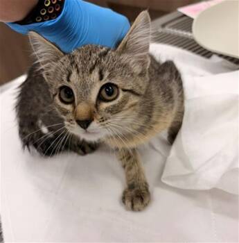MITSURI -  Domestic Short Hair Cat for Adoption in Baytown, Texas - MITSURI | PetCurious