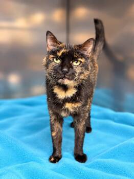 Ozempic -  Domestic Short Hair Cat for Adoption in Martinsville, Indiana - Ozempic | PetCurious
