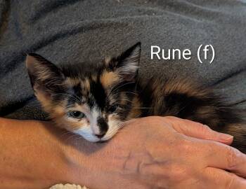 Rune (Available for pre-adoption) -  Calico Cat for Adoption in PORT WENTWRTH, Georgia - Rune (Available For Pre-adoption) | PetCurious