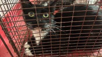 Domestic Short Hair Cats Available for Adoption in Houston, Texas - A654177 | PetCurious