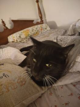 Rescue Domestic Short Hair Cats for Adoption in Philadelphia, Pennsylvania - Bruce | PetCurious