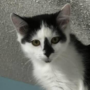 Kismet - Gorgeous Little Gal -  Tuxedo Cat for Adoption in Hoquiam, Washington - Kismet - Gorgeous Little Gal | PetCurious