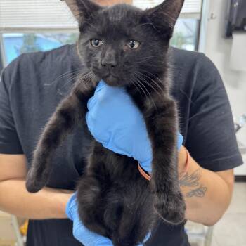 James -  Domestic Short Hair Cat for Adoption in Newark, New Jersey - James | PetCurious