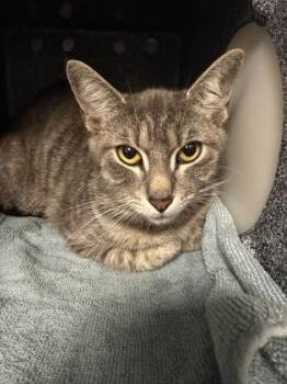 Domestic Short Hair Cats Available for Adoption - Isabelle | PetCurious