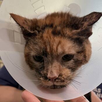 Domestic Short Hair Cats Available for Adoption in Leander, Texas - Bebe | PetCurious