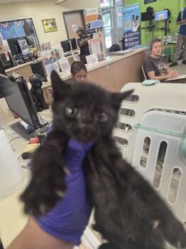 COCA COLA -  Domestic Short Hair Cat for Adoption in Louisville, Kentucky - COCA COLA | PetCurious