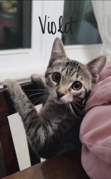 Rescue Domestic Short Hair Cats for Adoption in Liverpool, Texas - Violet | PetCurious