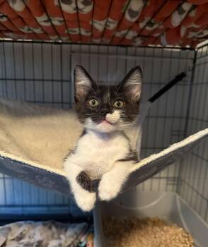 Vortex -  Domestic Short Hair Cat for Adoption in Fresno, California - Vortex | PetCurious