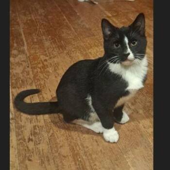 Rescue Domestic Short Hair Cats for Adoption in Menasha, Wisconsin - Spike | PetCurious