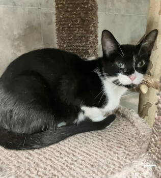 Rescue Domestic Short Hair Cats for Adoption in Dublin, Ohio - Gumdrop | PetCurious