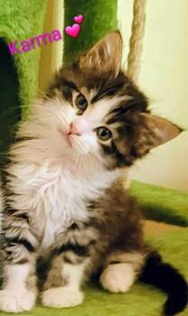 Domestic Long Hair Cats Available for Adoption in Topeka, Kansas - **Cat Cafe** Karma | PetCurious