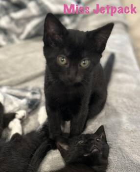 Miss Jetpack -  Domestic Short Hair Cat for Adoption in Lemoyne, Pennsylvania - Miss Jetpack | PetCurious