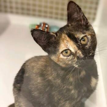 Ainsley -  Domestic Short Hair Cat for Adoption in Buffalo, New York - Ainsley | PetCurious