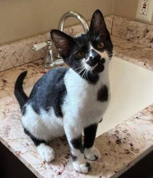 Cow -  Domestic Short Hair Cat for Adoption in Seal Beach, California - Cow | PetCurious