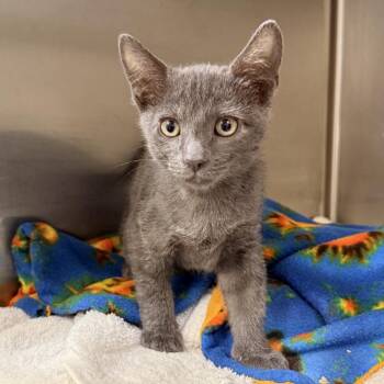 Greyson -  Domestic Short Hair Cat for Adoption in Palm Springs, California - Greyson | PetCurious
