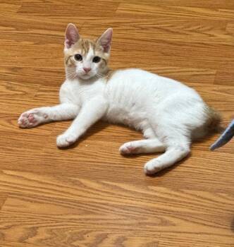 Monkey -  Domestic Short Hair Cat for Adoption in Newtown Square, Pennsylvania - Monkey | PetCurious