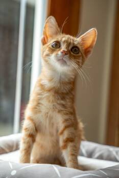 Chip -  Domestic Short Hair Cat for Adoption in Waterloo, Iowa - Chip | PetCurious