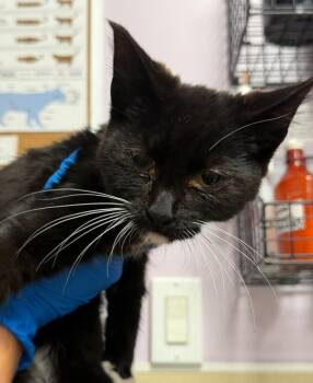 Benjamin -  Domestic Short Hair Cat for Adoption in Vancouver, Washington - Benjamin | PetCurious