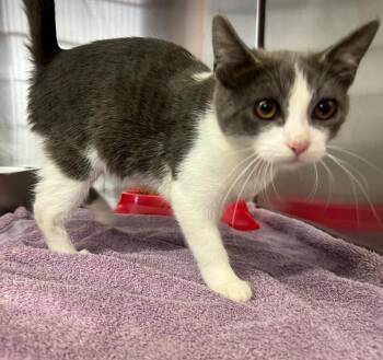 Fancy -  Domestic Short Hair Cat for Adoption in Murray, Kentucky - Fancy | PetCurious