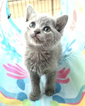 Liberty -  Domestic Short Hair and Russian Blue Cat for Adoption in Greensboro, North Carolina - Liberty | PetCurious