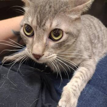 Bo -  Domestic Short Hair Cat for Adoption in Lufkin, Texas - Bo | PetCurious