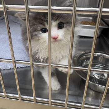 Rescue Domestic Long Hair Cats for Adoption in Winston-salem, North Carolina - Caterpillar | PetCurious