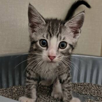 Nickel -  Domestic Short Hair Cat for Adoption in Saint Marys, Pennsylvania - Nickel | PetCurious