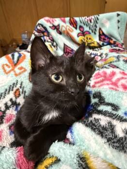 Godiva -  Domestic Short Hair Cat for Adoption in Sioux City, Iowa - Godiva | PetCurious