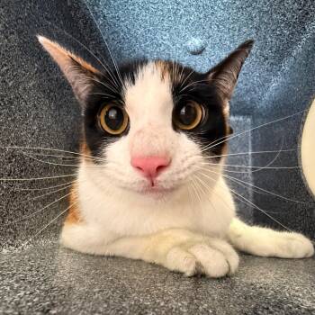 Domestic Short Hair Cats Available for Adoption in Birmingham, Alabama - Tara | PetCurious